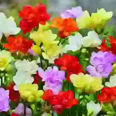 Double Mixed